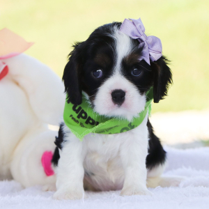 Cavalier King Charles Spaniel Puppy Tiana