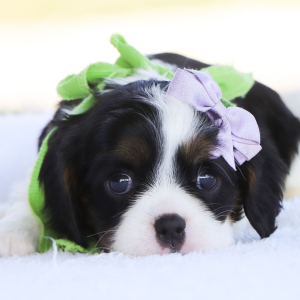 Cavalier King Charles Spaniel Puppy Tiana