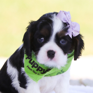 Cavalier King Charles Spaniel Puppy Tiana