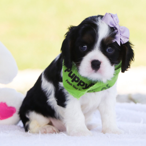 Cavalier King Charles Spaniel Puppy Tiana