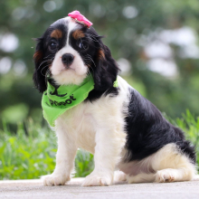 Cavalier King Charles Spaniel Puppy Tiana