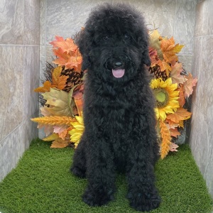 Poodle Puppy Kendra