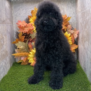 Poodle Puppy Kendra
