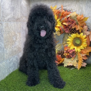 Poodle Puppy Kendra