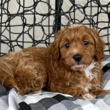 Cavapoo Puppy Logan