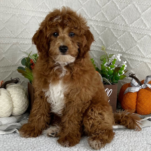 Cavapoo Puppy Logan