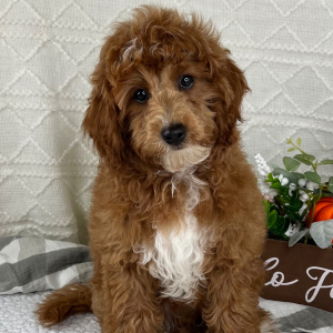 Cavapoo Puppy Logan