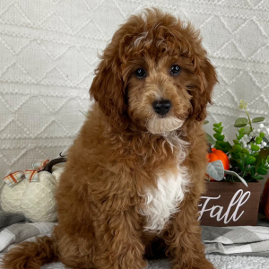 Cavapoo Puppy Logan