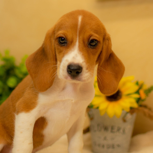 Beagle Puppy Addison