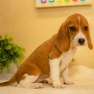 Beagle Puppy Addison