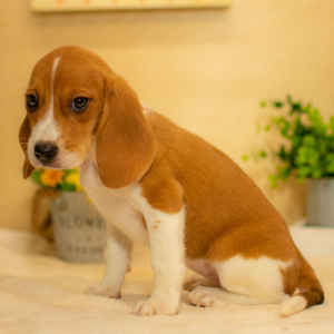 Beagle Puppy Addison