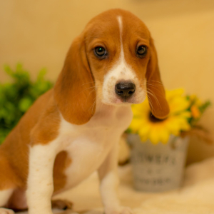 Beagle Puppy Addison