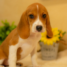 Beagle Puppy Addison