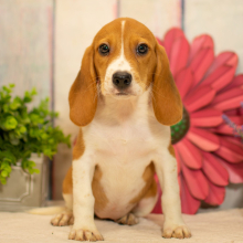 Beagle Puppy Addison