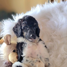 Poodle Puppy Sean