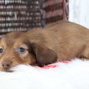 Dachshund Puppy Mel