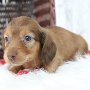 Dachshund Puppy Mel