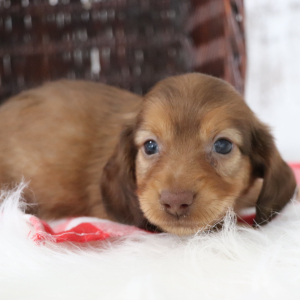 Dachshund Puppy Mel
