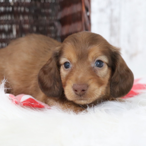 Dachshund Puppy Mel