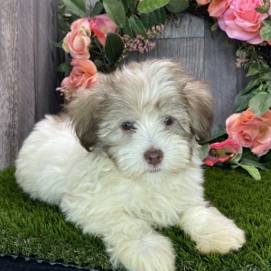 Havanese Puppy Brody