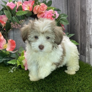 Havanese Puppy Brody