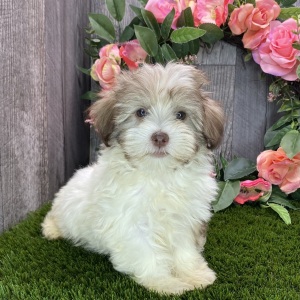 Havanese Puppy Brody