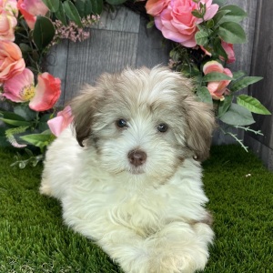 Havanese Puppy Brody
