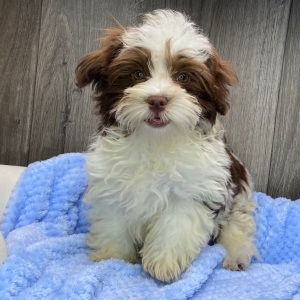 Havanese Puppy Bennie