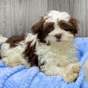 Havanese Puppy Bennie