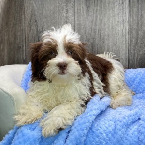 Havanese Puppy Bennie