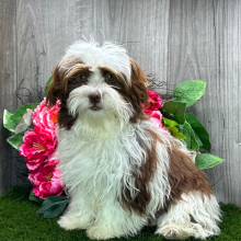 Havanese Puppy Bennie