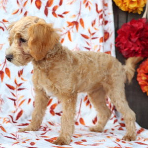 Goldendoodle Puppy Bonita