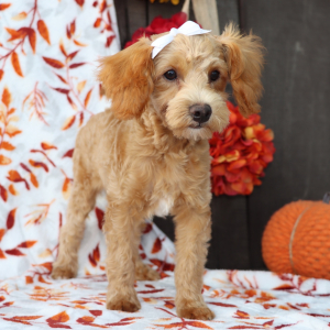 Goldendoodle Puppy Bonita