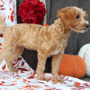Goldendoodle Puppy Bonita