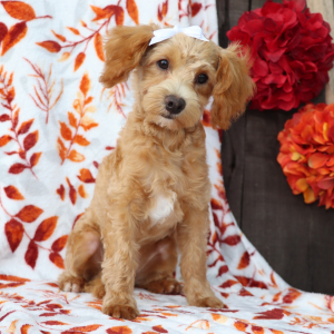 Goldendoodle Puppy Bonita