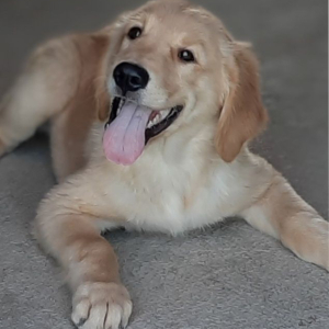 Golden Retriever Puppy Ted