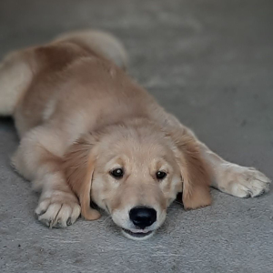 Golden Retriever Puppy Ted