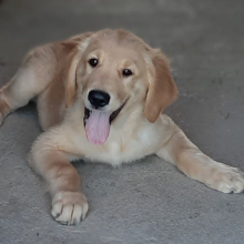 Golden Retriever Puppy Ted