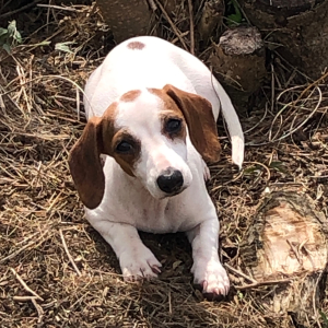 Dachshund Puppy Tina