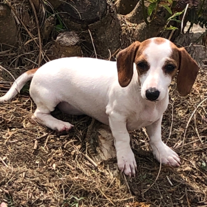 Dachshund Puppy Tina