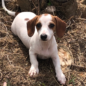 Dachshund Puppy Tina