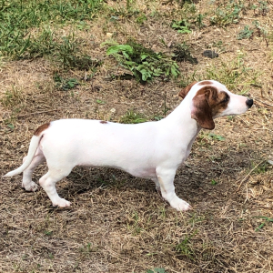 Dachshund Puppy Tina