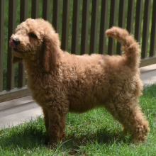 Goldendoodle Puppy Sami