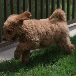 Goldendoodle Puppy Sami