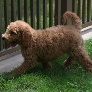 Goldendoodle Puppy Sami