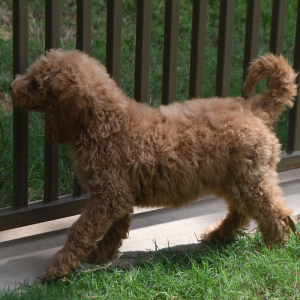 Goldendoodle Puppy Sami