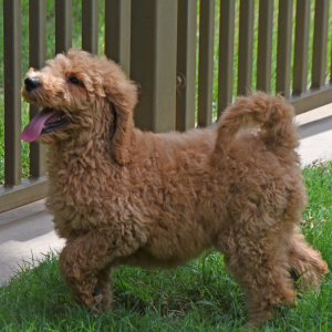 Goldendoodle Puppy Sami