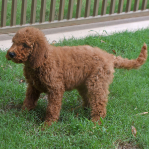 Goldendoodle Puppy Sage