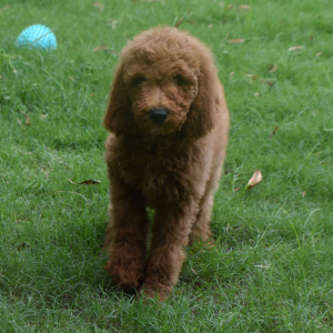Goldendoodle Puppy Sage