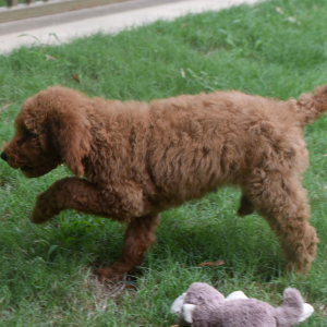 Goldendoodle Puppy Sage